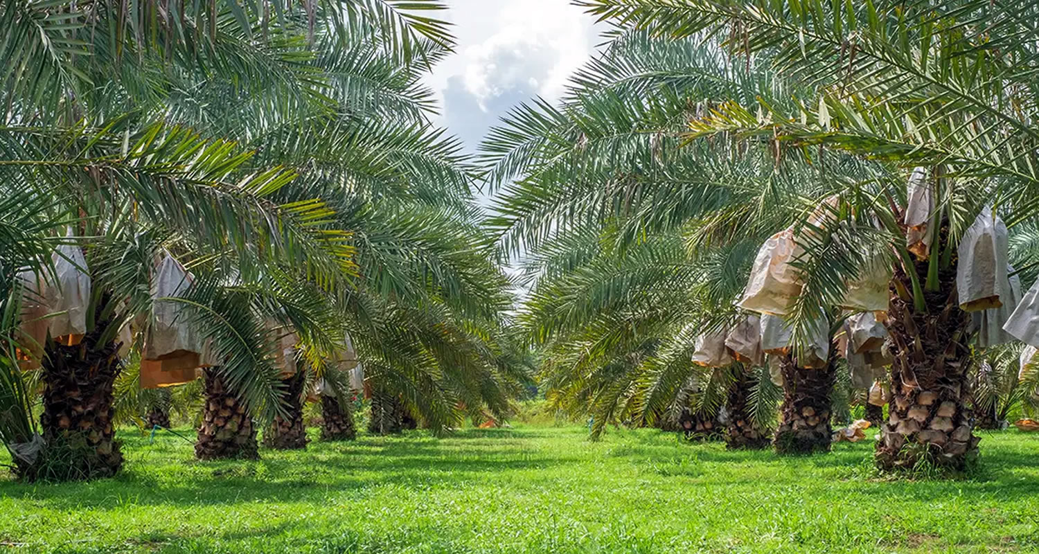 osmanli hurma bahcesi x1