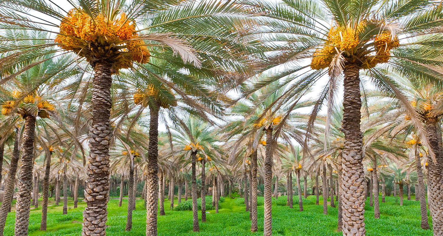 osmanli hurma bahcesi x11