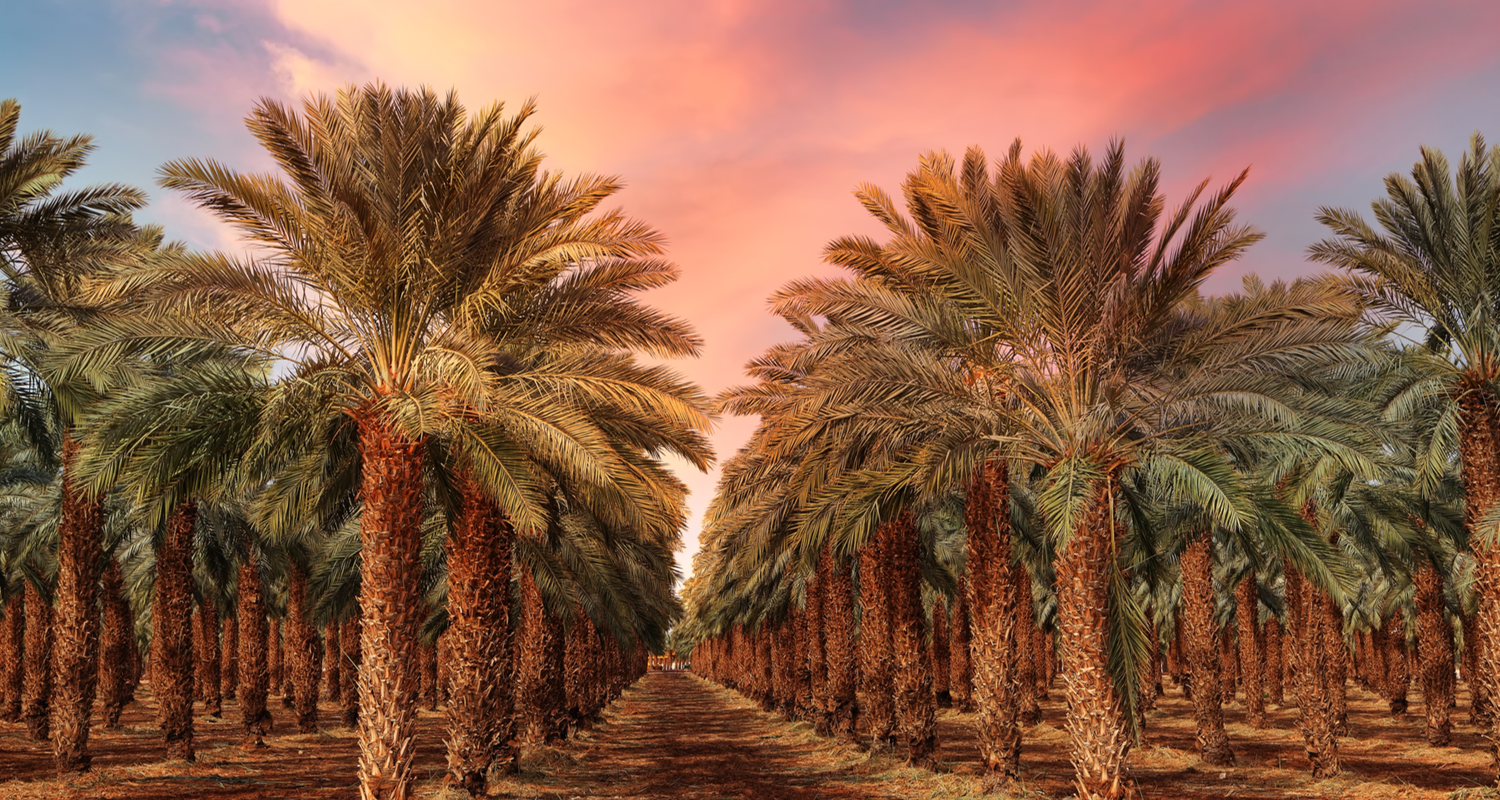 osmanli hurma bahcesi x12