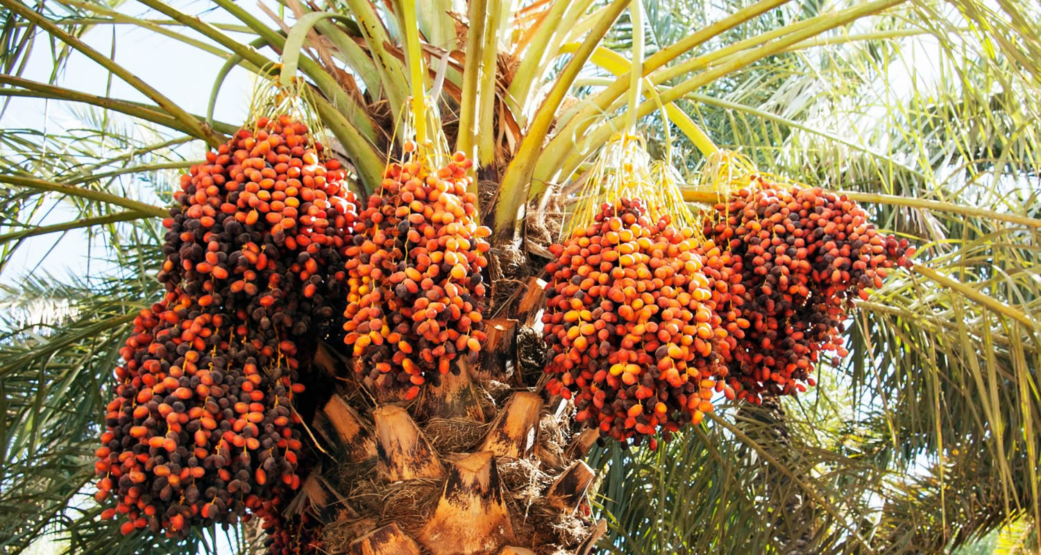 osmanli hurma bahcesi x15