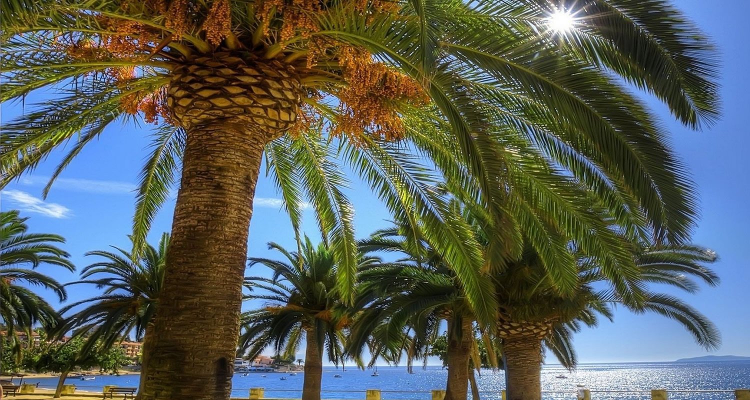 osmanli hurma bahcesi x17