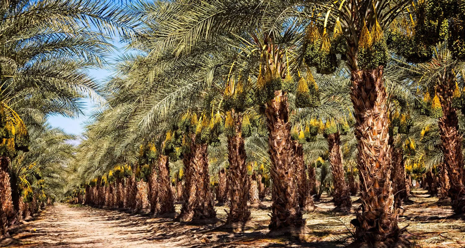 osmanli hurma bahcesi x18