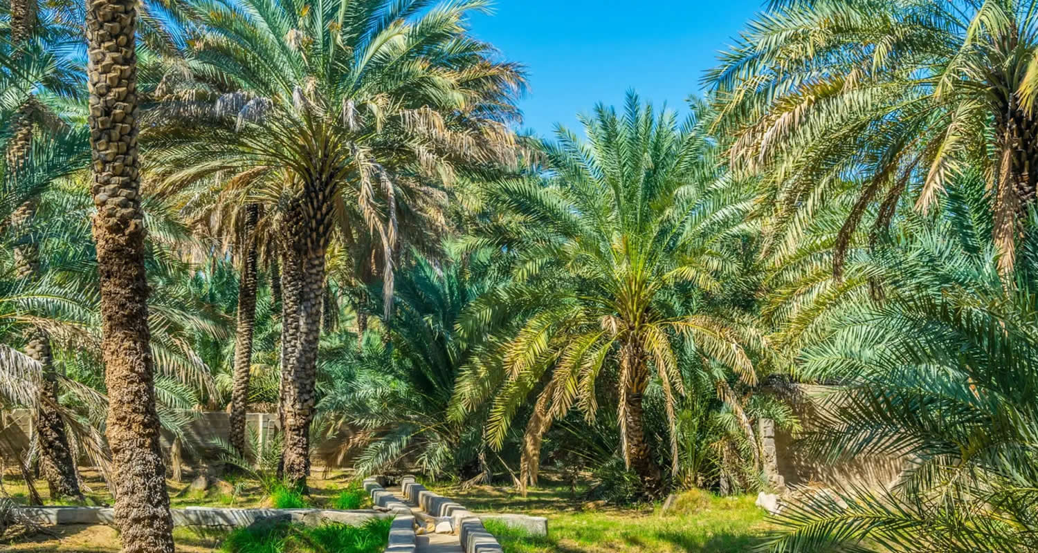 osmanli hurma bahcesi x19