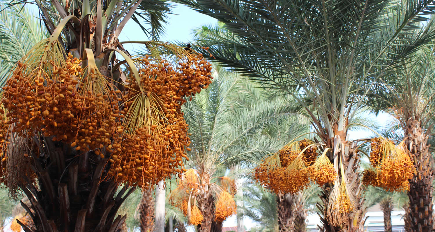 osmanli hurma bahcesi x22