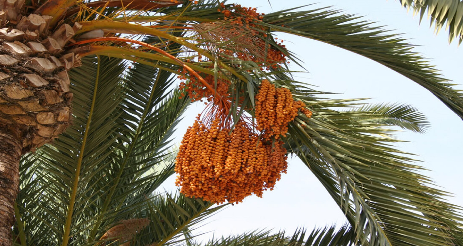 osmanli hurma bahcesi x24