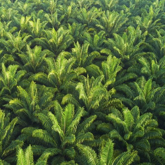 osmanli hurma bahcesi x7 564x564 1