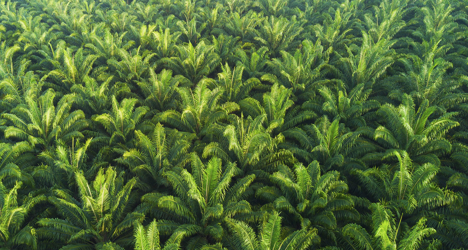 osmanli hurma bahcesi x7