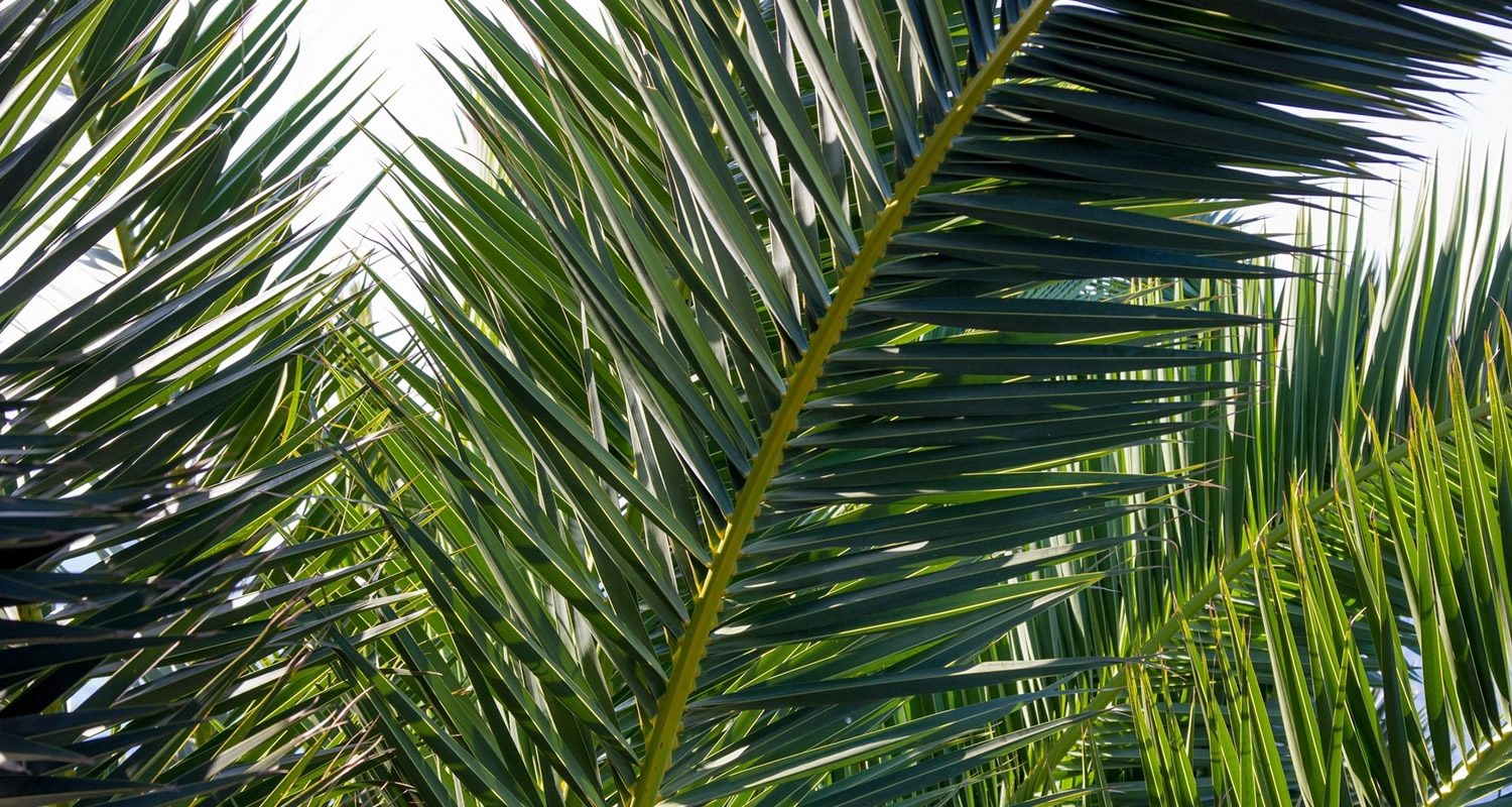 osmanli hurma bahcesi x9