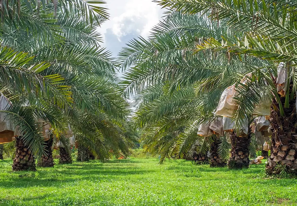 osmanli hurma bahcesi22